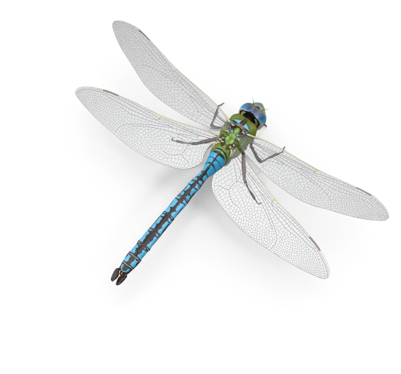 dragonflyrightsmall