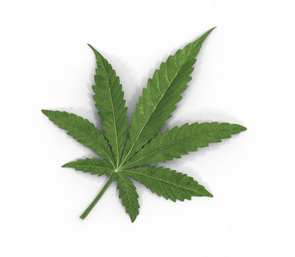 marijuana leaf